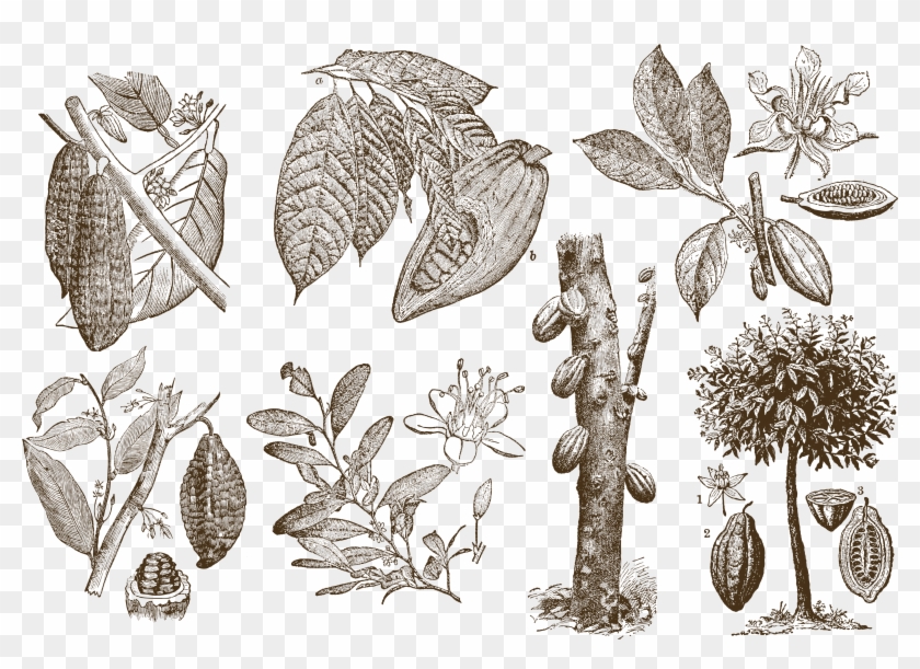 Beans Vector Cocoa Bean Clipart #3094456