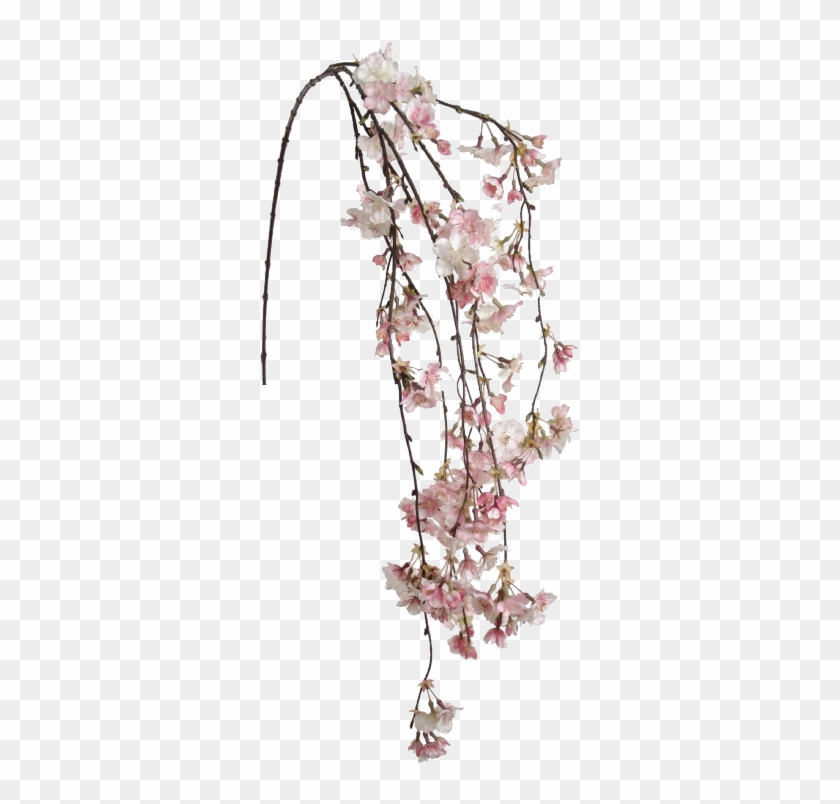 Cherry Blossom Clipart Transparent Tumblr - Cherry Blossom Hanging Flowers - Png Download #3094686