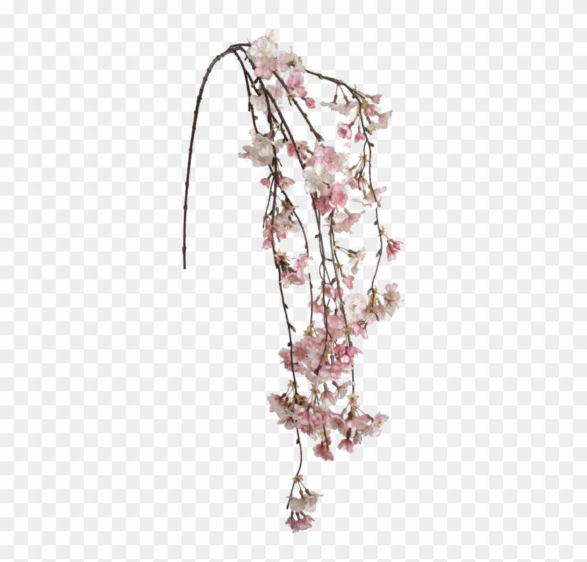 Cherry Blossom Clipart Transparent Tumblr - Cherry Blossom Hanging Flowers - Png Download