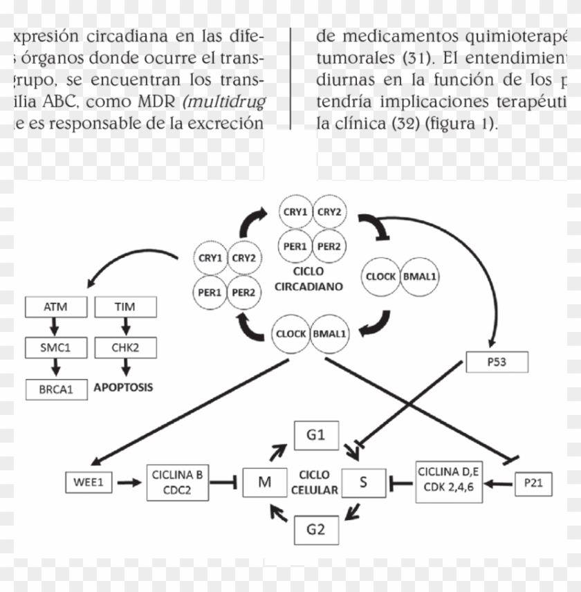 Relacin Entre El Ciclo Circadiano Y El Ciclo Celular - Ritmos Circadianos Y El Cancer Clipart