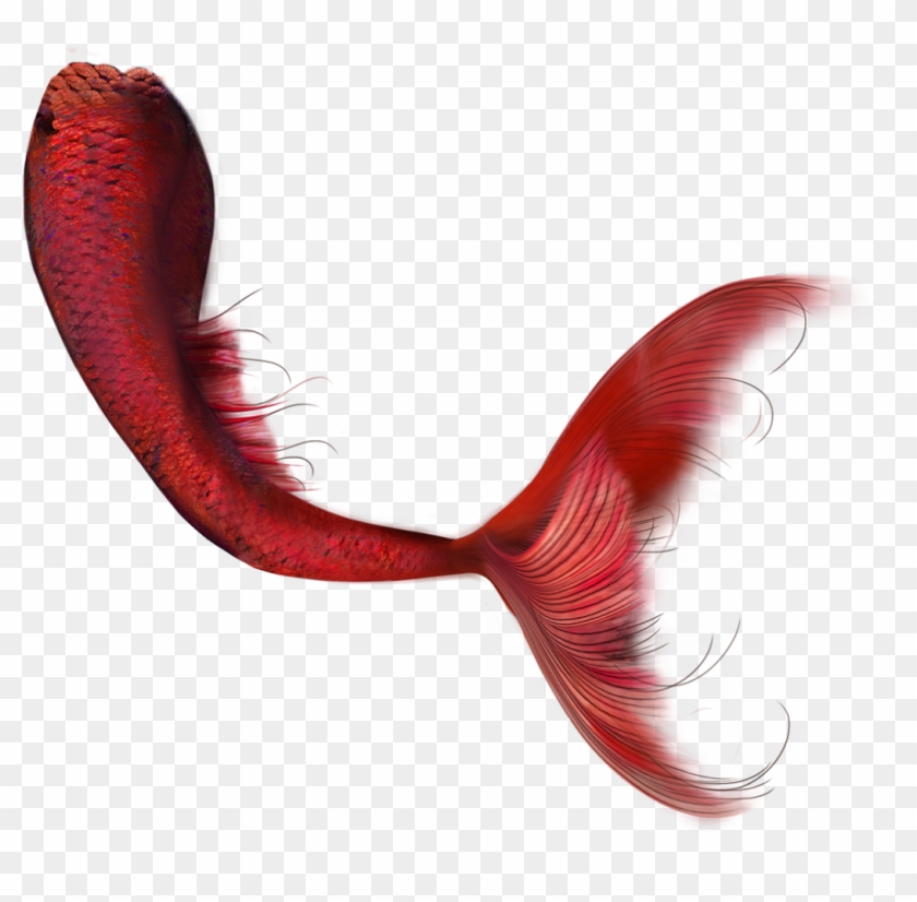 Marmand/fish Hd Clip Art - Red Mermaid Tail Png Transparent Png #3097093