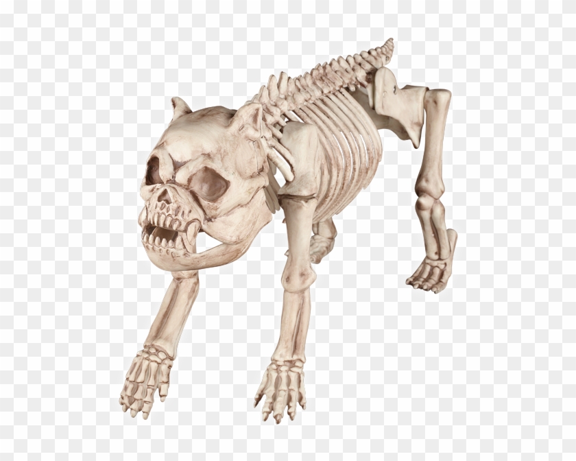 Animal Skeleton Png - Cat And Dog Skeleton Clipart #3098117