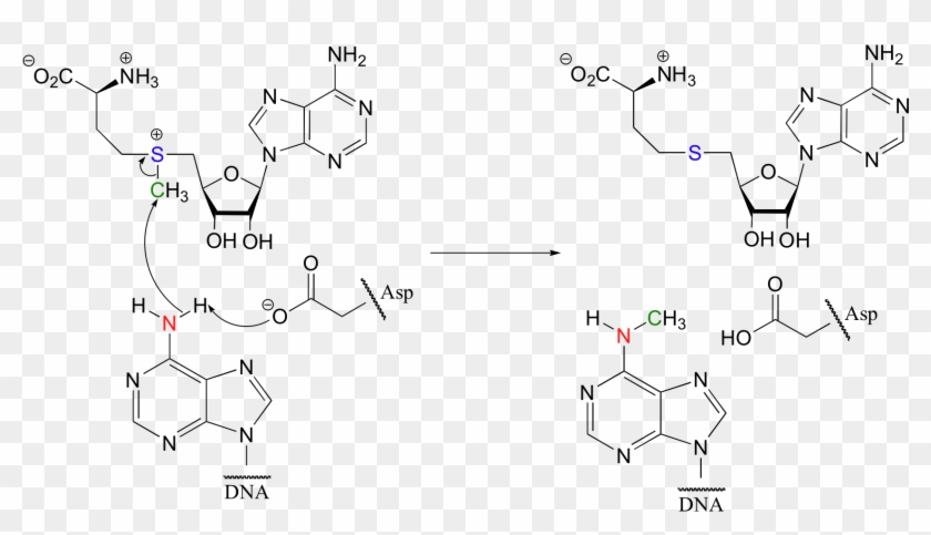 7 - 12 - Application - Useful Sn2 Reactions - Sam Methyltransferase Mechanism Clipart #3098758