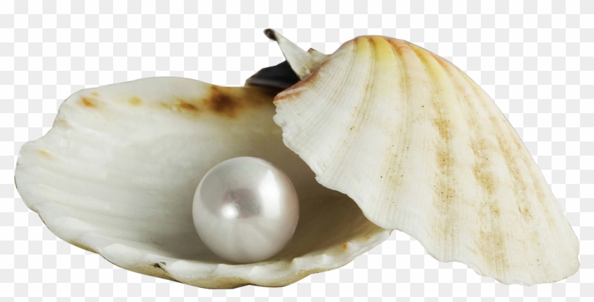 Royalty Free Stock Pearl Transparent Shell Png - Pearl In A Shell Clipart #310156
