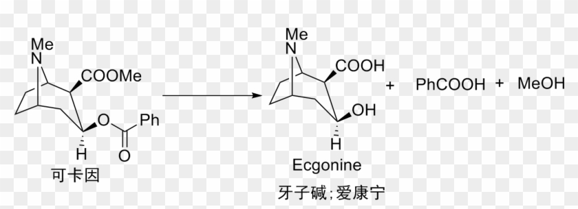 Hydrolysis Of Cocaine - Cocaine Hydrolysis Clipart