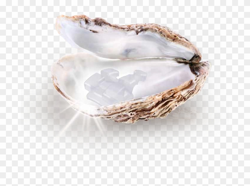 Pearl Png - White Pearl Clipart #311077