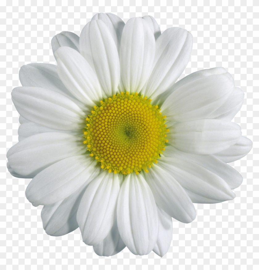 Camomile Png Image, Free Flower Picture - Chamomile Png Clipart #311406