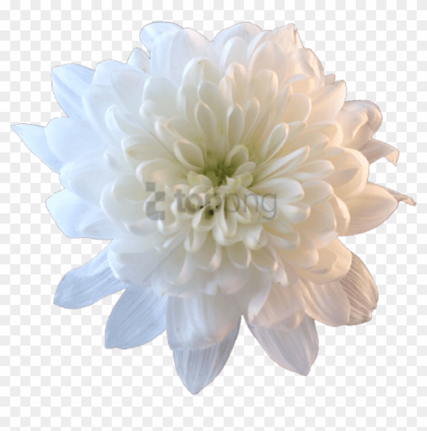 White Flower Png Tumblr - White Chrysanthemum Transparent Clipart #311432
