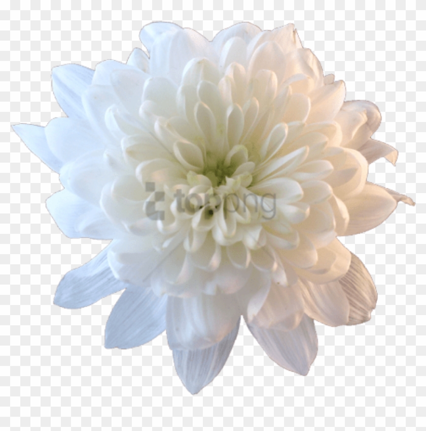 White Flower Png Tumblr - White Chrysanthemum Transparent Clipart