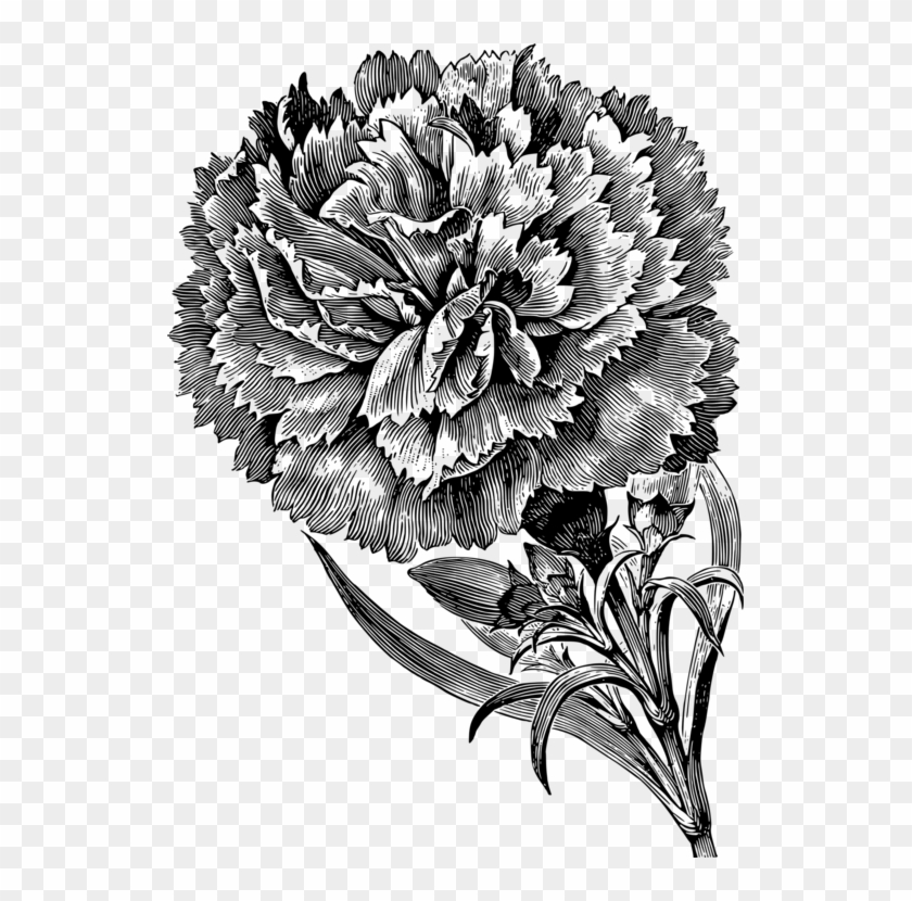Carnation Drawing Black And White Flower - Carnations Black And White Clipart #311919