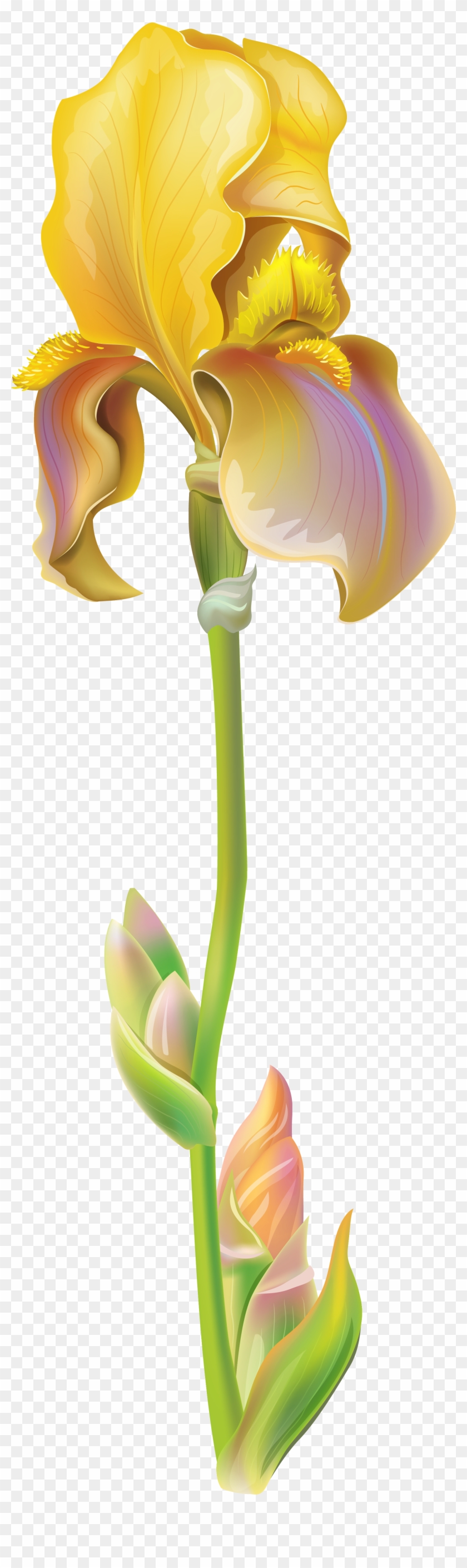 Free Cliparts Download Clip Art On Clipart - Iris Flower Png Transparent Png #312216