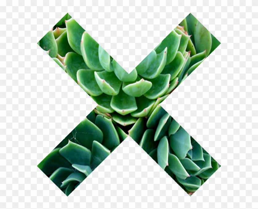 Tumblr Transparent Icon - Succulent Png Clipart