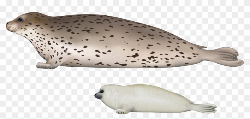 Download Png Image Report - Spotted Seal Clipart #313432