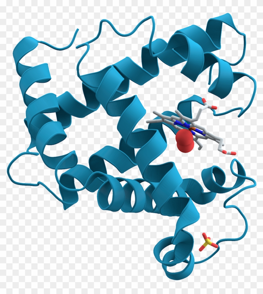 File - Myoglobin - Wpc Protein Structure Clipart