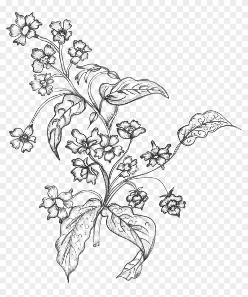 Sketchy Flowers Free Vector - Hand Drawn Flowers Transparent Background Clipart