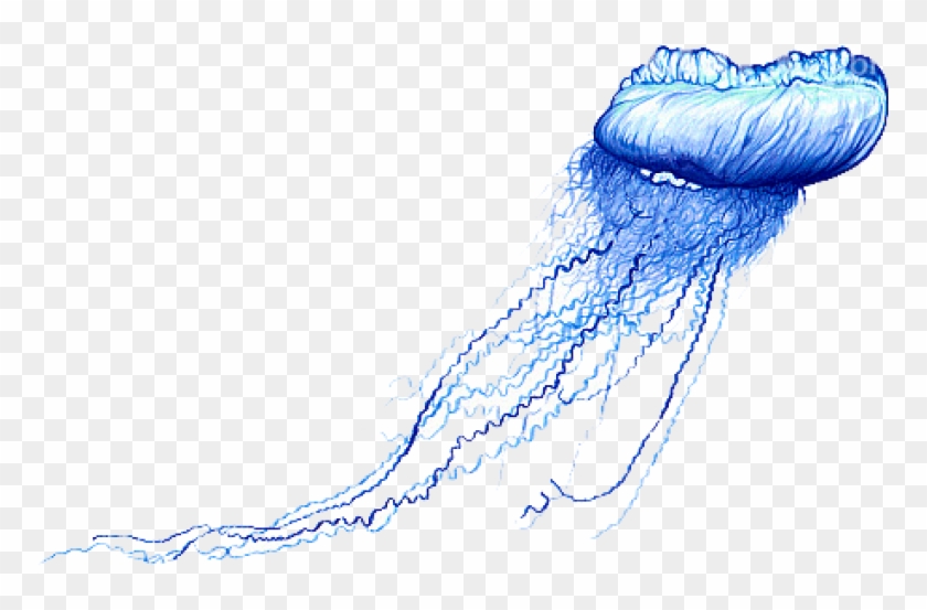 Free Png Download Blue Bottle Jellyfish Png Images - Jellyfish Png Clipart