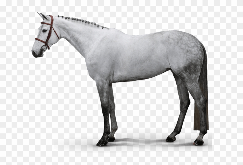 Larga Van't Zorgvliet - Stallion Clipart