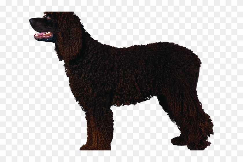 Portuguese Water Dog Clipart #3104711