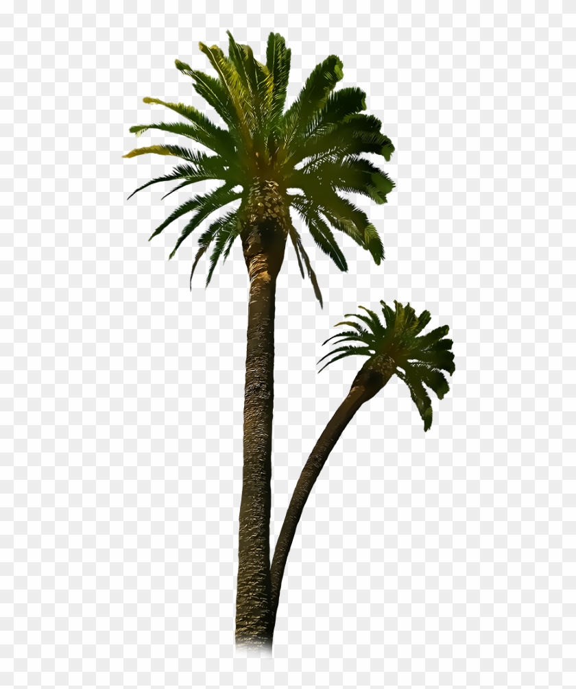 Royal Palm Tree Png - دعاء الثبات على الولايه Clipart