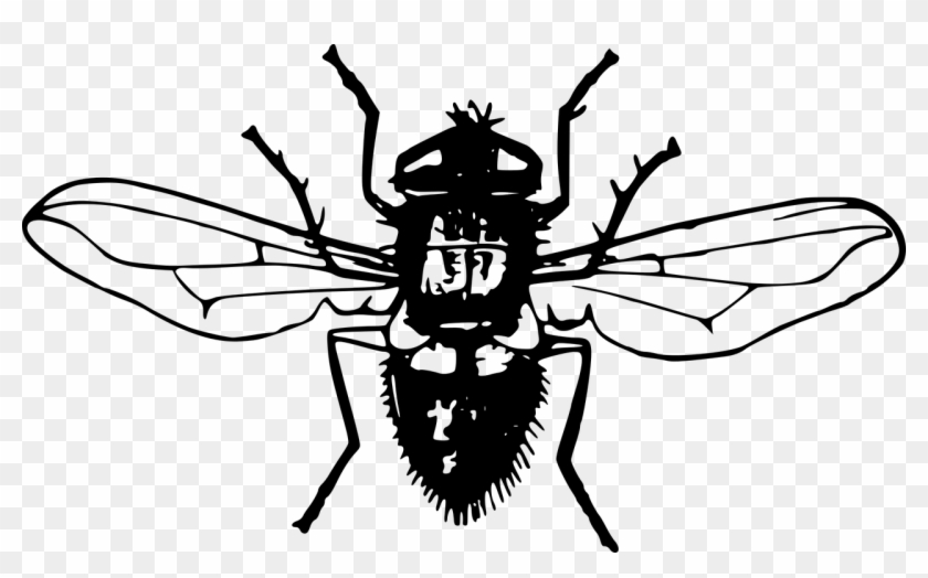 Animal Flies Fly Insect Png Image - Mosca Ilustracion Png Clipart #3106625