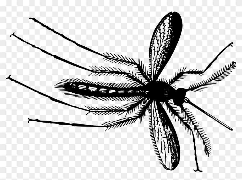 Flies Clipart Mosquito - Gnat Clip Art - Png Download #3106663