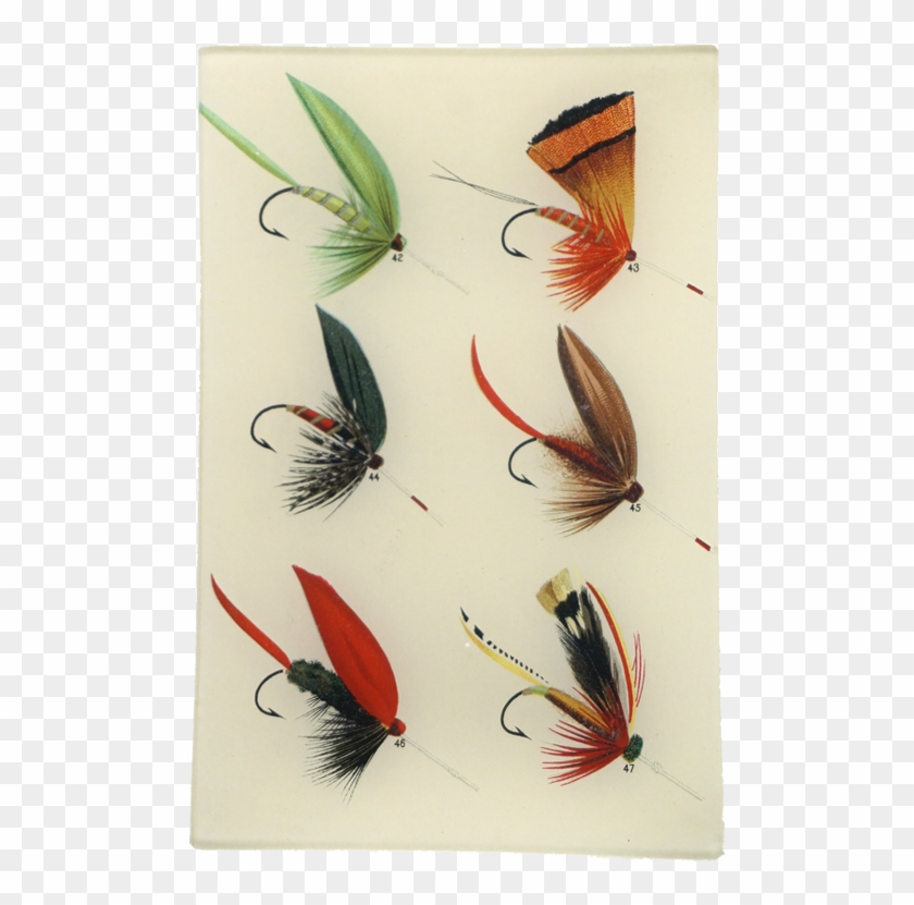 Insect Clipart #3106758