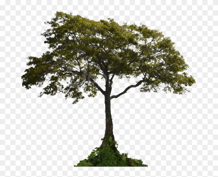 Free Png Download Tree Png Images Background Png Images - Tree With Roots Png Clipart #3109120