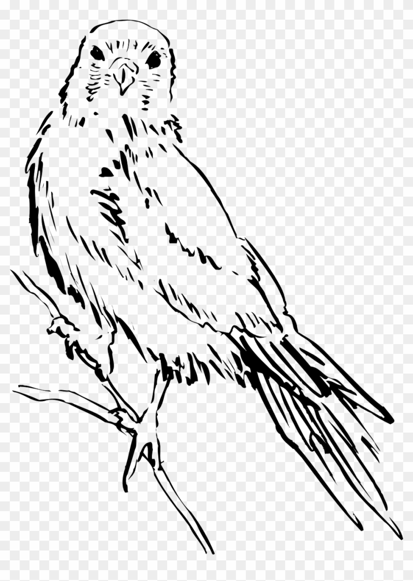 Bird Wings Png Clipart #3110645