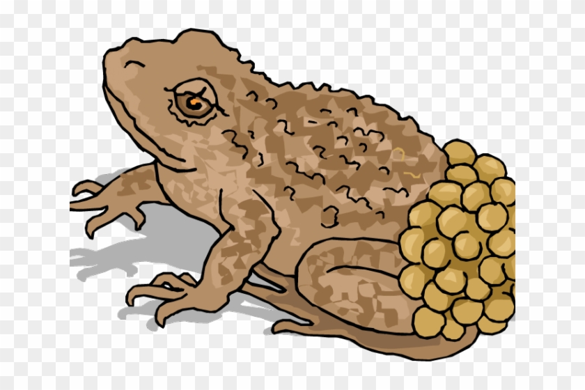 Frog Clipart Spring - Frog Laying Eggs Png Transparent Png