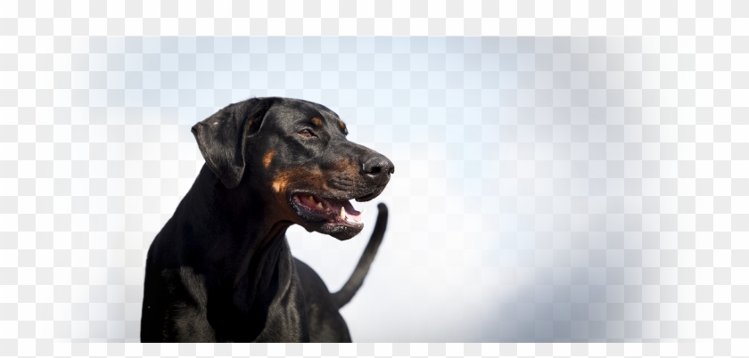 Dog Slider - Austrian Black And Tan Hound Clipart #3111598