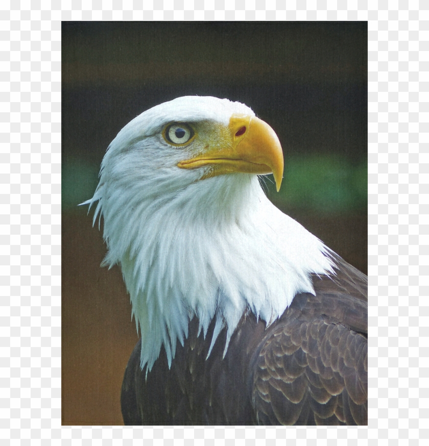 Bald Eagle Head Clipart #3112594