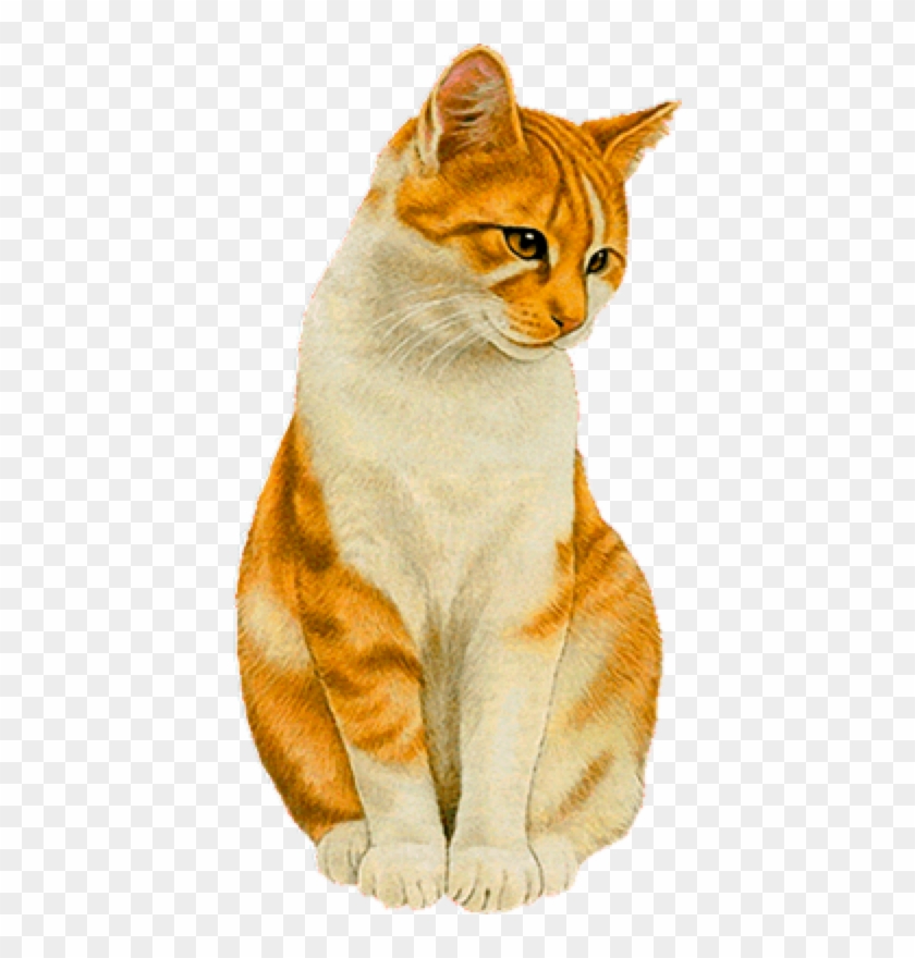 Cat,emoji,real,db Cat - Gato Hermoso En Png Clipart #3113023