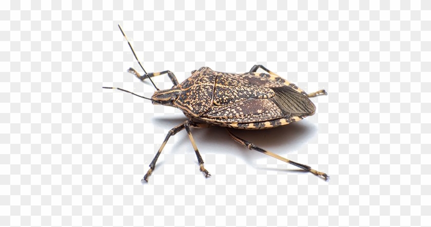 Stink Bug Png Free Download - Stink Bug Png Clipart