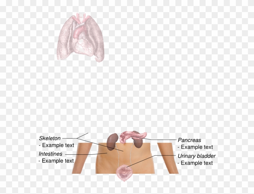 Lungs Png - Anatomy Of The Lungs Clipart #3114834