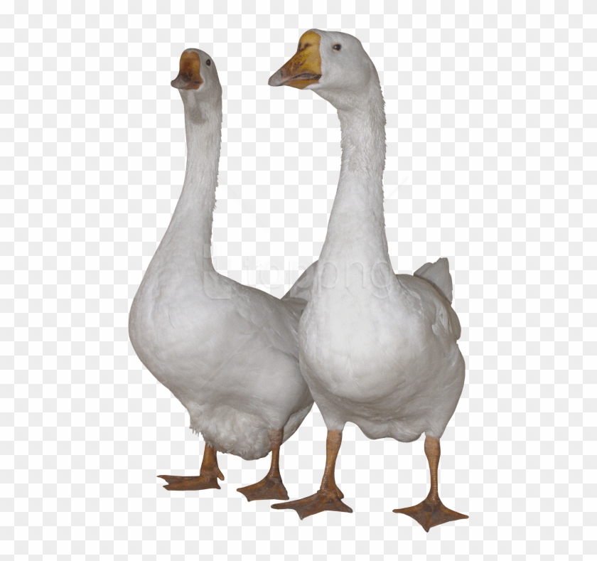 Free Png Images - Gooses Png Clipart #3115145