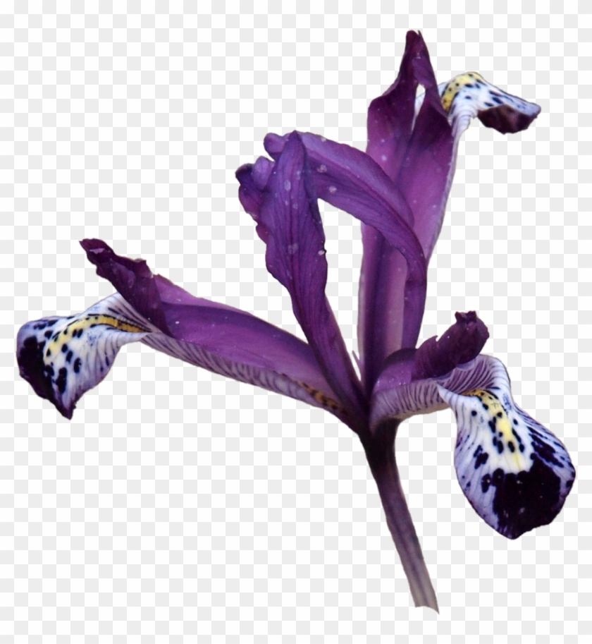 Iris Versicolor , Png Download - Cattleya Elongata Clipart #3115864