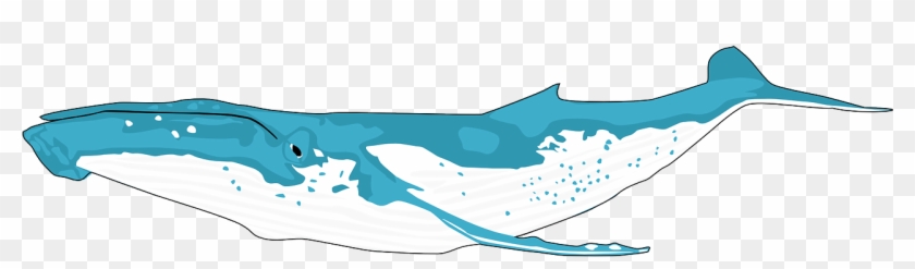 Animal Ocean Whale Blue Whale Png Image - Png Humpback Whale Clipart #3117042