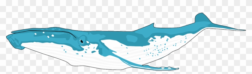 Animal Ocean Whale Blue Whale Png Image - Png Humpback Whale Clipart