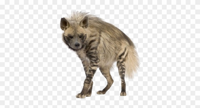 #hyena - Striped Hyena Transparent Background Clipart #3118271