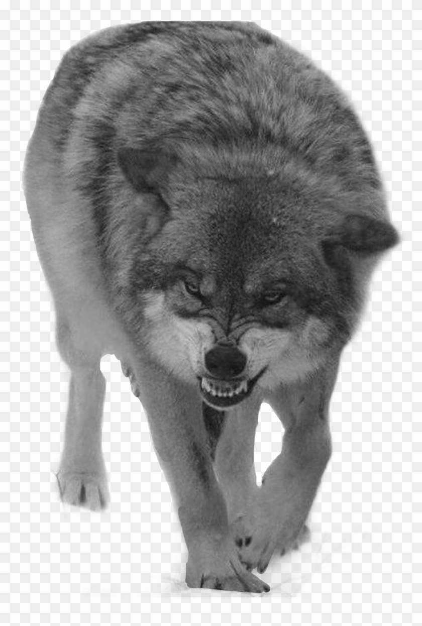 Report Abuse - Full Body Snarling Wolf Clipart