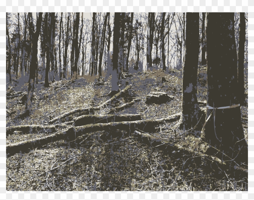 This Free Icons Png Design Of Forest Photo From Lichtscheid, - Old-growth Forest Clipart #3119752