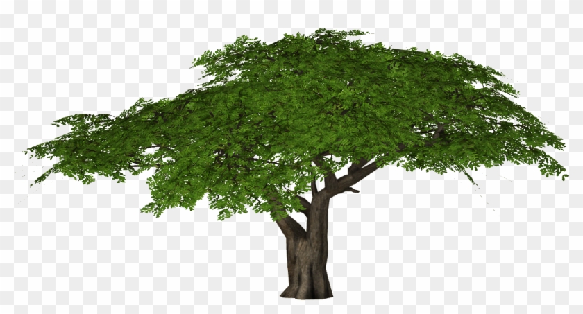 Africa Tree Png - Camel Thorn Tree Png Clipart