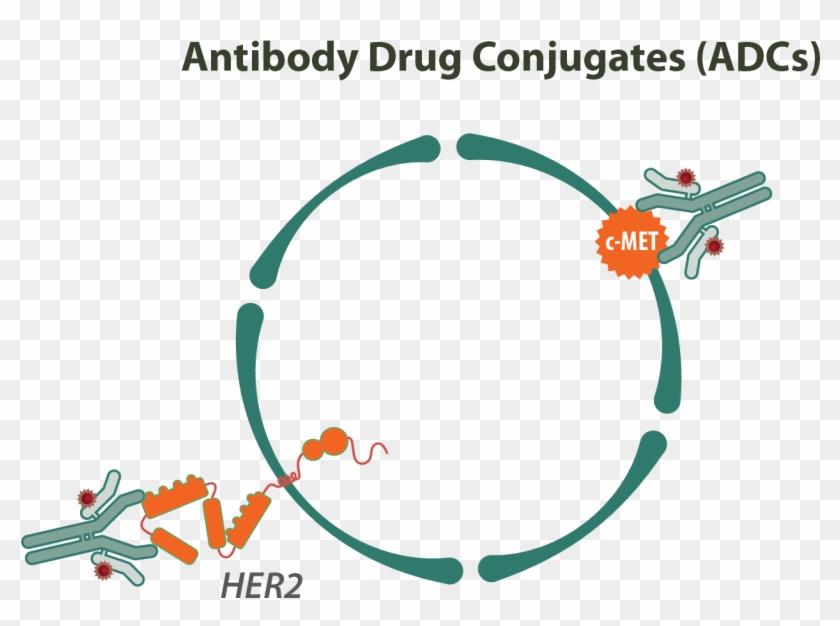 Antibody Drug Conjugates - Antibody Drug Conjugates Therapeutics Clipart #3121855