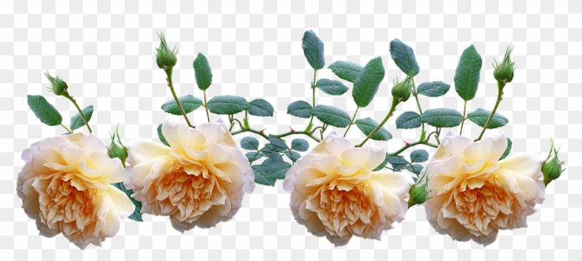 Roses, Yellow, Climbing, Plant, Garden - Transparent Climbing Roses Clipart #3125411