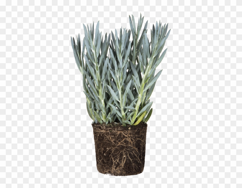 Home > Plants > Senecio Mount Everest - Agave Clipart #3125444