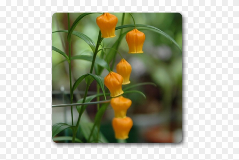 Sandersonia Plant Clipart #3125445