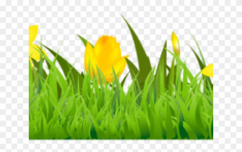 Daffodils Clipart Vector - Tulip - Png Download #3126039