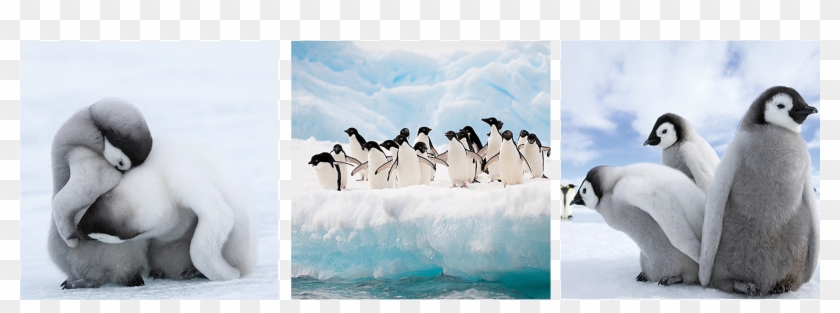 Image Url Png, Https - Emperor Penguin Clipart #3126703