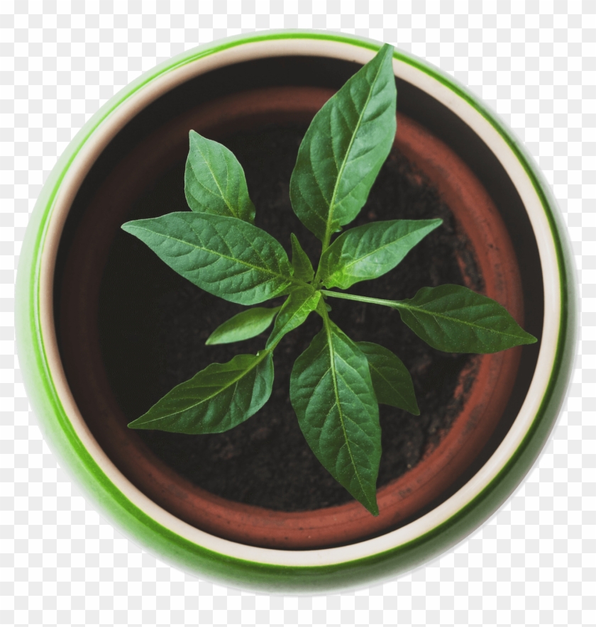 Plant Top View Png Clipart