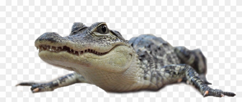 American Crocodile , Png Download - American Crocodile Clipart #3128105